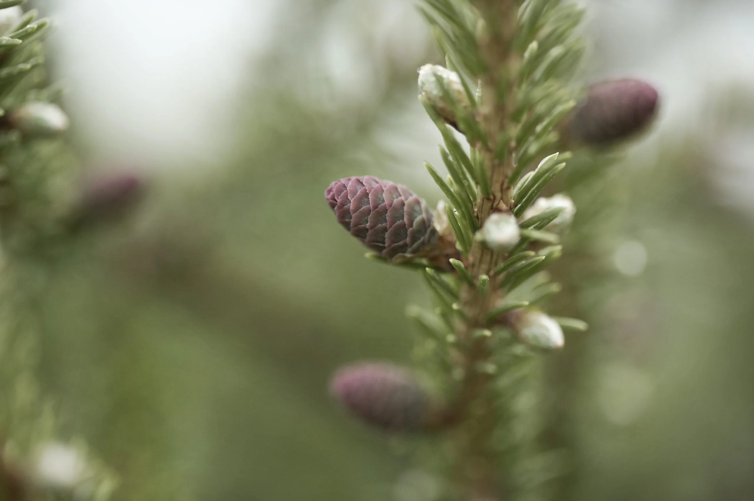 Slider Image - Regenerative Forests